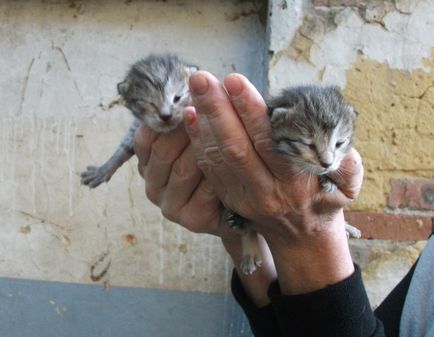 Portalul Chelyabinsk pentru protecția animalelor - necesită o supraexpunere pentru pisica și pisoii ei orbi