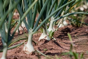 Cum să hrănești ceapa pe capul plantelor magice