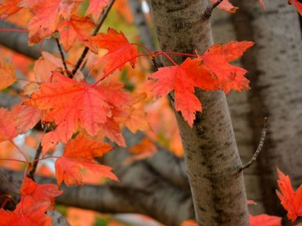 A Maple hasznos gyógyászati ​​tulajdonságokkal és ellenjavallatok