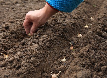 Ce să fertilizeze și să aplece solul înainte de a planta semănatul cu ceapă când să o faci