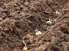 Ce să fertilizeze și să aplece solul înainte de a planta semănatul cu ceapă când să o faci