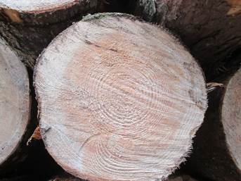 A csökkenés rothadó fa