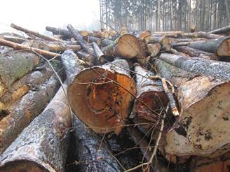 Cum de a reduce putrezirea lemnului