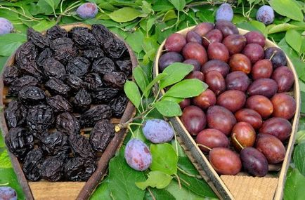 Prune proprietati utile pentru barbati, stodam