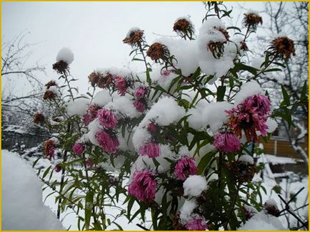 Ce sa faceti daca dupa iarna florile sunt inghetate