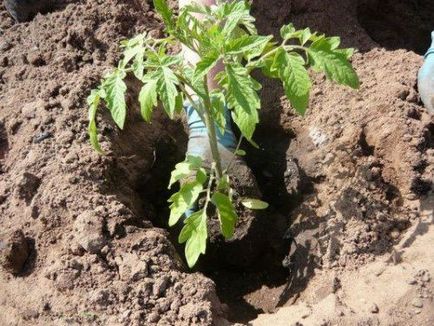 Ce trebuie să puneți în gaură atunci când plantați tomate sfaturi utile