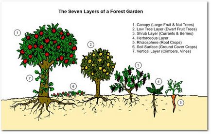 Ce este o grădină forestieră