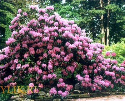 Csodálatos virág Rhododendron virágzási idő és képek