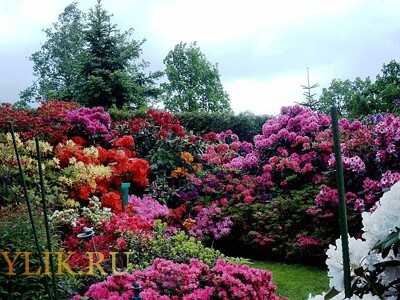 Csodálatos virág Rhododendron virágzási idő és képek