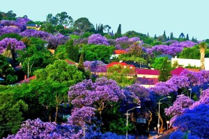 Blooming Jacaranda