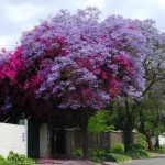 Blooming Jacaranda