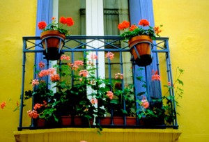 Квіти і рослини квіткова клумба на вікні
