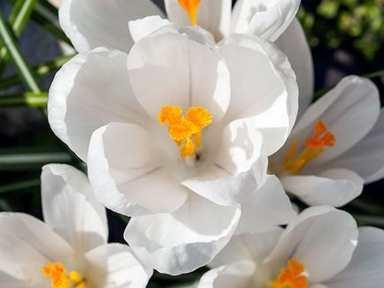 Crocus flori - plantarea și îngrijirea în grădină, crocusuri în creștere - atunci când se săpare și plantare, specii și