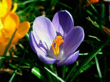 Crocus flori - plantarea și îngrijirea în grădină, crocusuri în creștere - atunci când se săpare și plantare, specii și