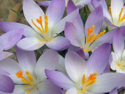 Crocus flori - plantarea și îngrijirea în grădină, crocusuri în creștere - atunci când se săpare și plantare, specii și