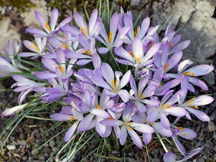 Crocus flori - plantarea și îngrijirea în grădină, crocusuri în creștere - atunci când se săpare și plantare, specii și