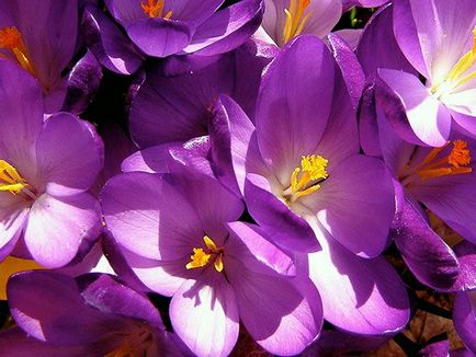 Crocus flori - plantarea și îngrijirea în grădină, crocusuri în creștere - atunci când se săpare și plantare, specii și