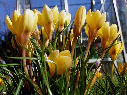 Crocus flori - plantarea și îngrijirea în grădină, crocusuri în creștere - atunci când se săpare și plantare, specii și