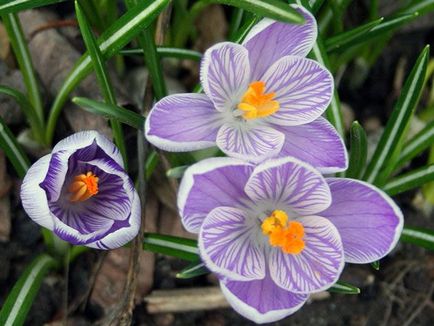 Crocus flori - plantarea și îngrijirea în grădină, crocusuri în creștere - atunci când se săpare și plantare, specii și