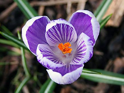 Crocus flori - plantarea și îngrijirea în grădină, crocusuri în creștere - atunci când se săpare și plantare, specii și