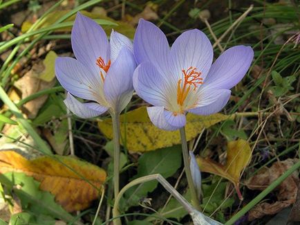 Crocus flori - plantarea și îngrijirea în grădină, crocusuri în creștere - atunci când se săpare și plantare, specii și