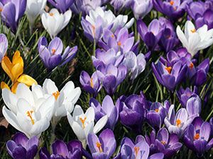 Crocus flori - plantarea și îngrijirea în grădină, crocusuri în creștere - atunci când se săpare și plantare, specii și