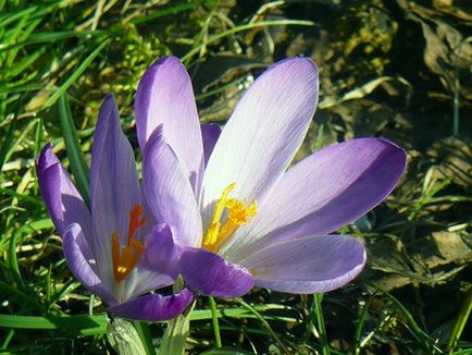 Crocus flori - plantarea și îngrijirea în grădină, crocusuri în creștere - atunci când se săpare și plantare, specii și