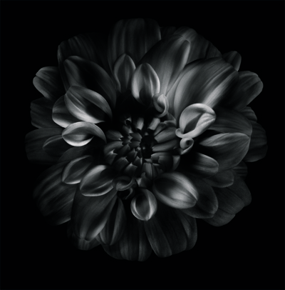 Dahlia noir l'eau - o nouă și mai proaspătă privire la aroma rafinată de la dat