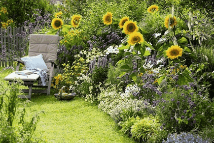 Декоративний соняшник, красиві ідеї для саду