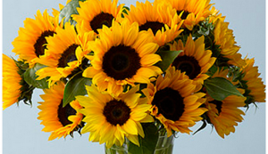 Floarea-soarelui decorativ, idei frumoase pentru o grădină