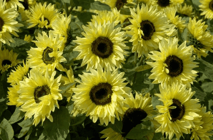 Floarea-soarelui decorativ, idei frumoase pentru o grădină