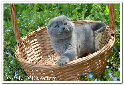 De-weldua cattery • розплідник орієнтальних, сіамських і шотландських кішок