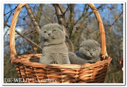 De-weldua tenyészetben • Keleti tenyésztő sziámi macskák és a skót