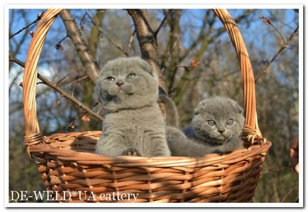 De-weldua развъдник • Ориенталски селекционера на сиамски котки и шотландски