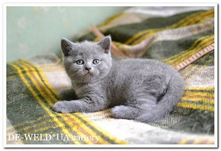 De-weldua cattery • розплідник орієнтальних, сіамських і шотландських кішок