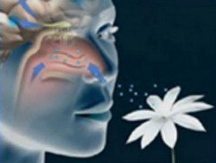 Dysosmia- - mi ez és miért történik (dysosmia) Dysosmia- - mi ez és miért történik