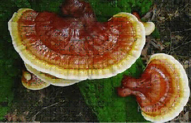 Woody Reishi gomba