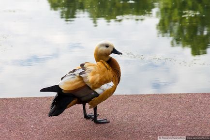 Parcul Catherine din Moscova