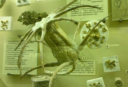 Екскурсія в палеонтологічний музей динозаври з минулого, клуб подорожей