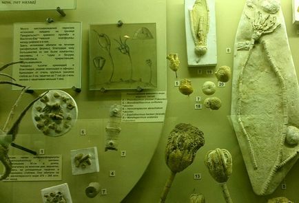 Excursie la muzeul paleontologic al dinozaurilor din trecut, clubul de călătorii