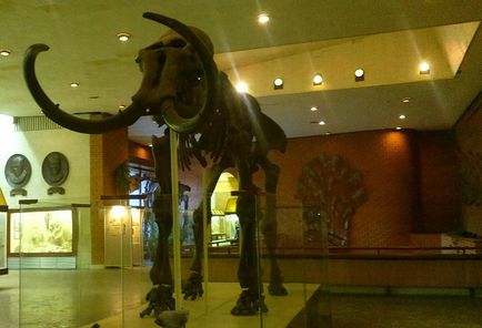 Excursie la muzeul paleontologic al dinozaurilor din trecut, clubul de călătorii