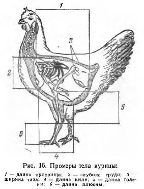 Bird Exteriors - Totul despre efectivele de animale