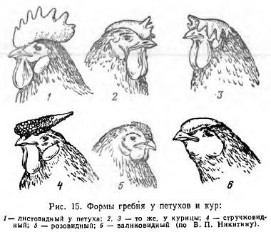 Екстер'єр птиці - все про тваринництво