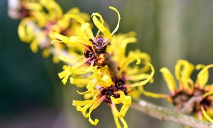 Hamamelis kivonat tulajdonságok és hatása van a szervezetre