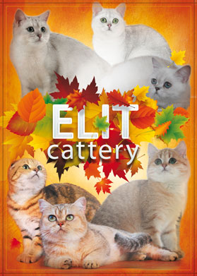 Elit cattery - донецький розплідник кішок