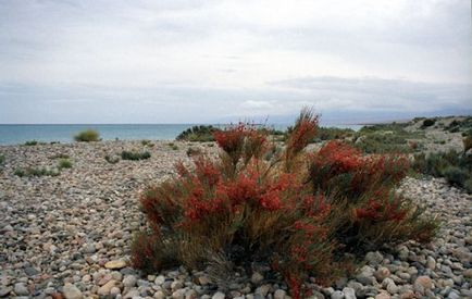 Ephedra - ефедра - вісник квітникаря