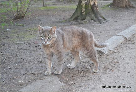 Dacă pisica lipsește - un animal de companie