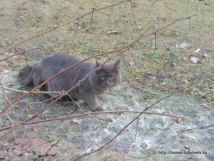 Dacă pisica lipsește - un animal de companie