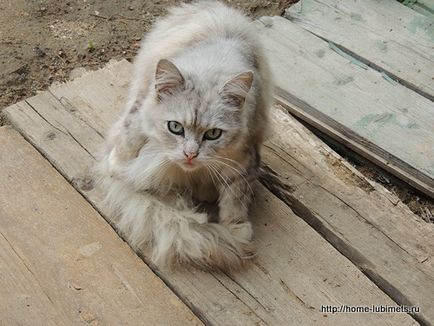 Dacă pisica lipsește - un animal de companie