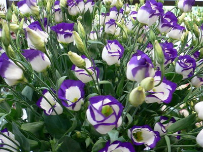 Eustoma plantarea rădăcinilor perene, cultivarea semințelor și îngrijirea florilor